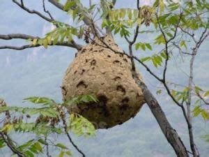 家裡有土蜂窩